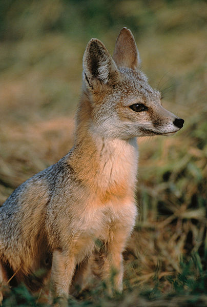 Fox Kit Up Close