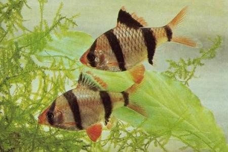 аквариумные рыбки барбусы