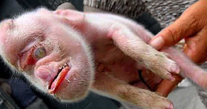 15 ужасающих фотографий животных-мутантов аномалия, животные, мутация