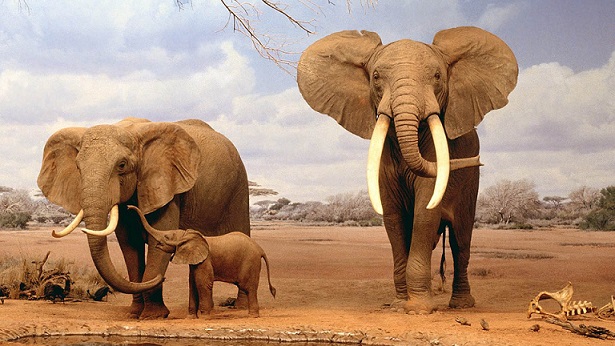 african_elephants