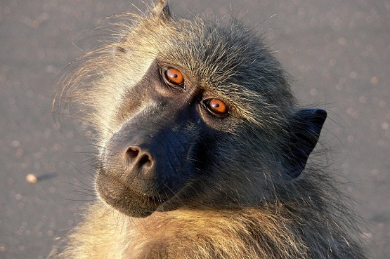 baboon-of-afrika