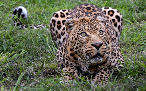 leopard-afrikanskiy