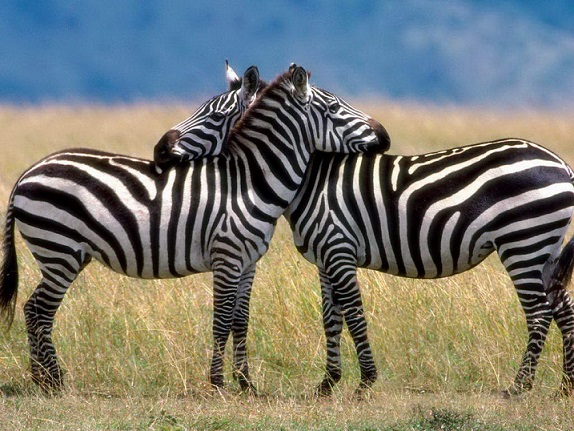 Зебры на прогулке