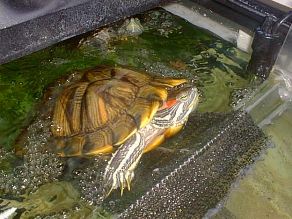 Черепахи без воды