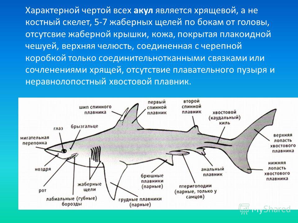 Какую функцию выполняет спинной мозг у акулы. Особенности внутреннего строения хрящевых рыб 7 класс. Строение костных рыб и хрящевых рыб. Скелет плавника хрящевых рыб. Строение скелета хрящевых рыб.