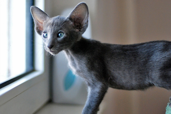 Ориентальная кошка серо-голубого окраса