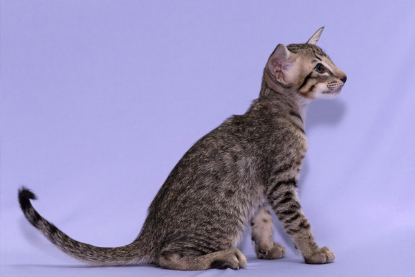 Ориентальная кошка с пятнистым окрасом