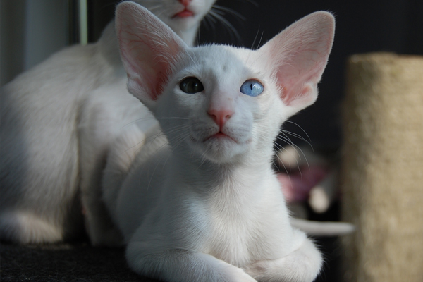 Белая ориентальная кошка