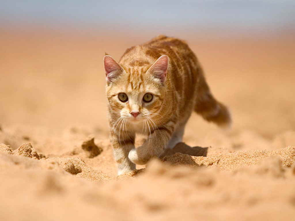 Котенок на песке