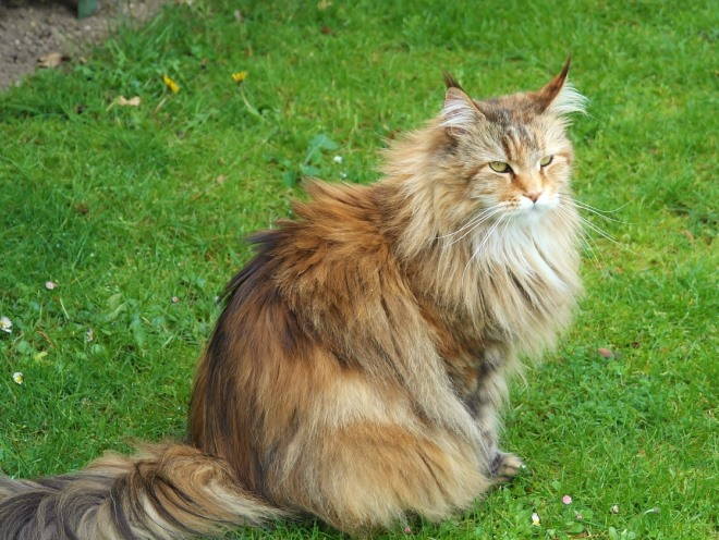 Кот сидит на зеленой лужайке