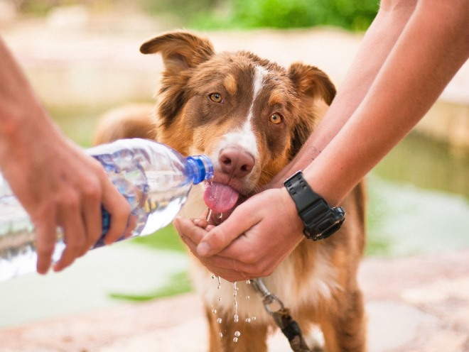 Хозяин поит собаку водой