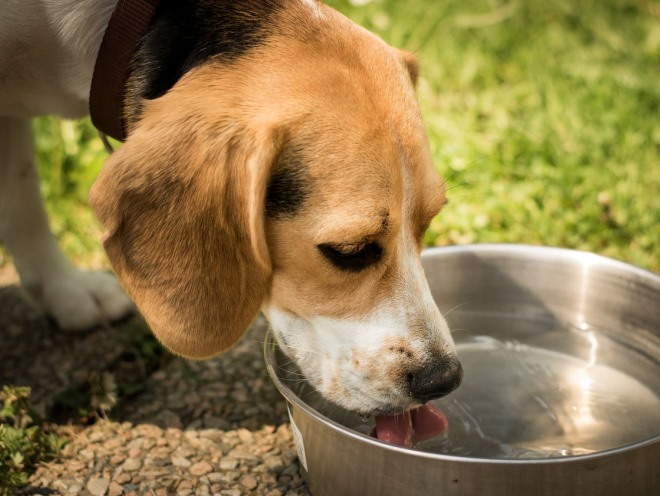 Собака пьет воду из миски