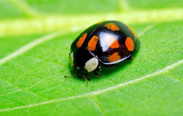 Ladybird facts