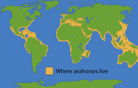 Seahorse facts