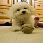 Bolognese playing with baseball