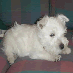 West Highland White Terrier puppy with white fur coat