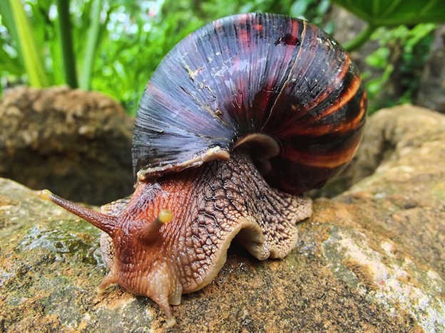 Giant African Land Snail - family Achatinidae