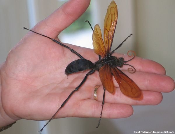 16 самых больших насекомых на планете (16 фото + текст)