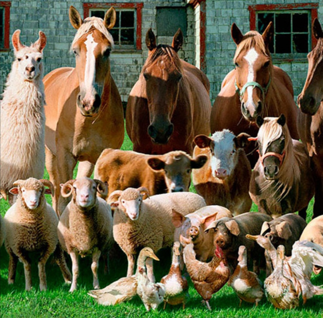 Лошади коровы и куры. Животные на ферме. Домашние сельскохозяйственные животные. Домашние животные на ферме. Сельскохозяйственные животные и птицы.