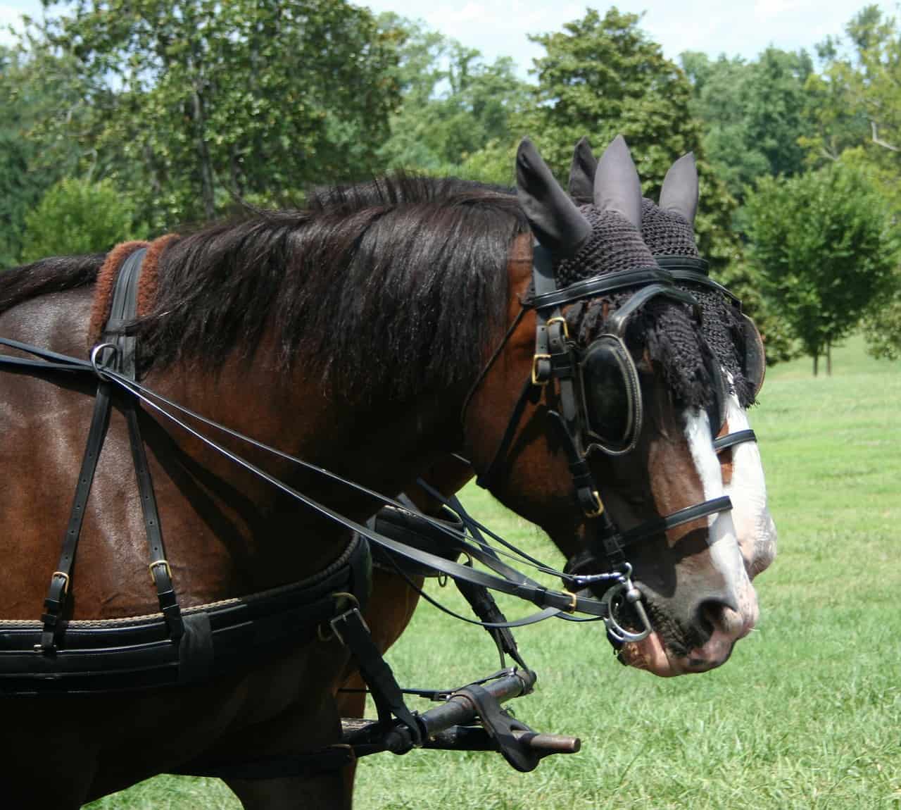 Hackney horse breed
