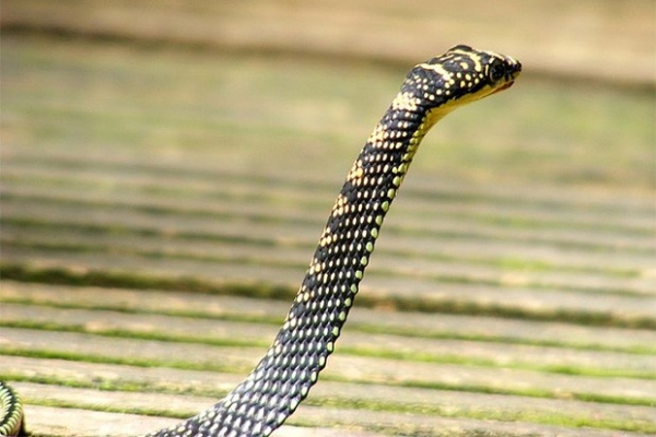 Способностью к контролируемому прыжку обладают и некоторые виды змей, например, древесные. Они обладают длинным и сравнительно тонким телом и умеют втягивать брюшко при прыжке, принимая форму продольного желоба.