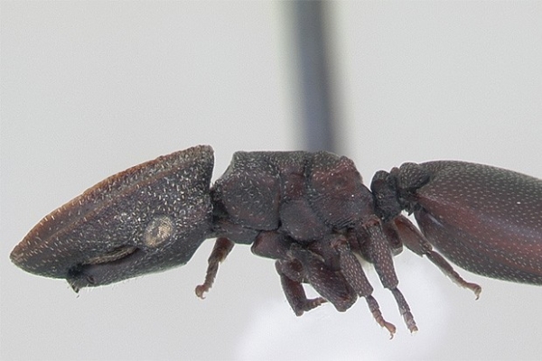 Уже в XXI веке было открыто, что существует два вида муравьев, способных к планирующему полёту. Эти насекомые могут контролировать направление полёта во время падения с дерева, при этом данное умение развивалось в нескольких группах муравьев независимо друг от друга.