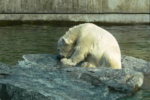 Ещё одним знаменитым белым медведем является Вилбер. Он родился в декабре 2007 года, а уже в апреле 2008 плавал вместе с мамой в зоопарке Штуттгарта. Сегодня Вилбер является одной из достопримечательностей своего зоопарка.