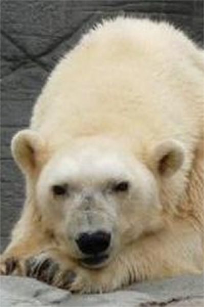 Медведица Дебби была самой старой среди полярных медведей – в 2008 году она была занесена в Книгу рекордов Гиннесса. Она родилась в Советской части Арктики в 1966 году и умерла в возрасте 42 лет в 2008-м.