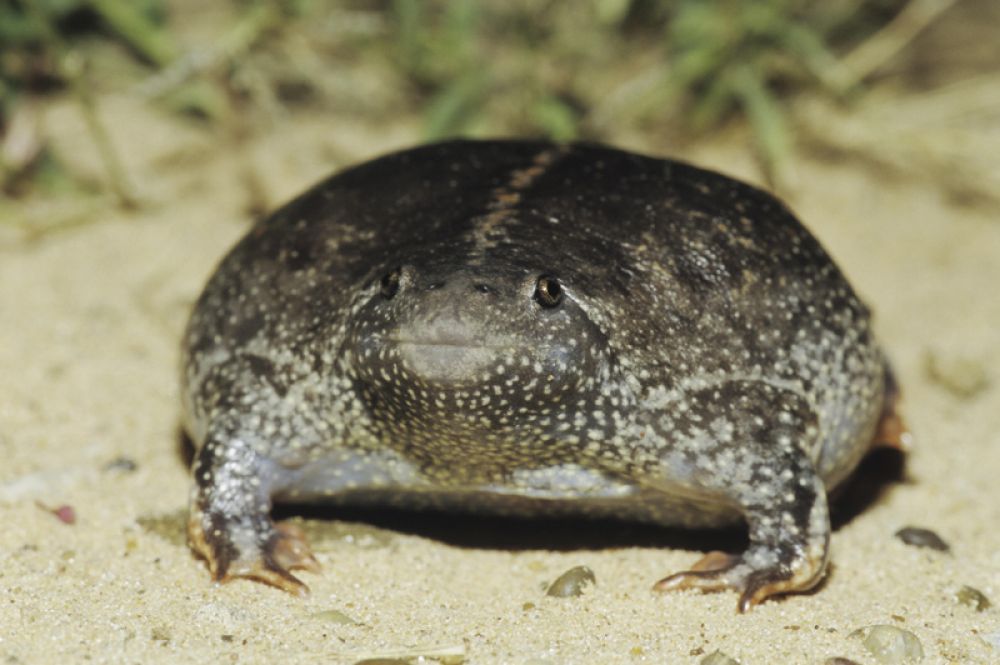 Носатая жаба. Одна из самых странных лягушек в мире обитает в Мексике. Ее тело настолько округлое, что напоминает яйцо, голова почти сливается с ним.