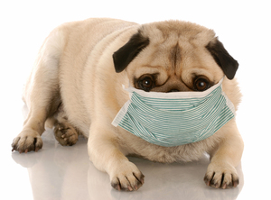 Как распознать аллергию у собак