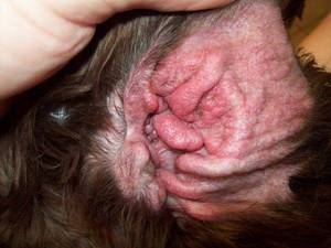 Как лечить аллергию у собак