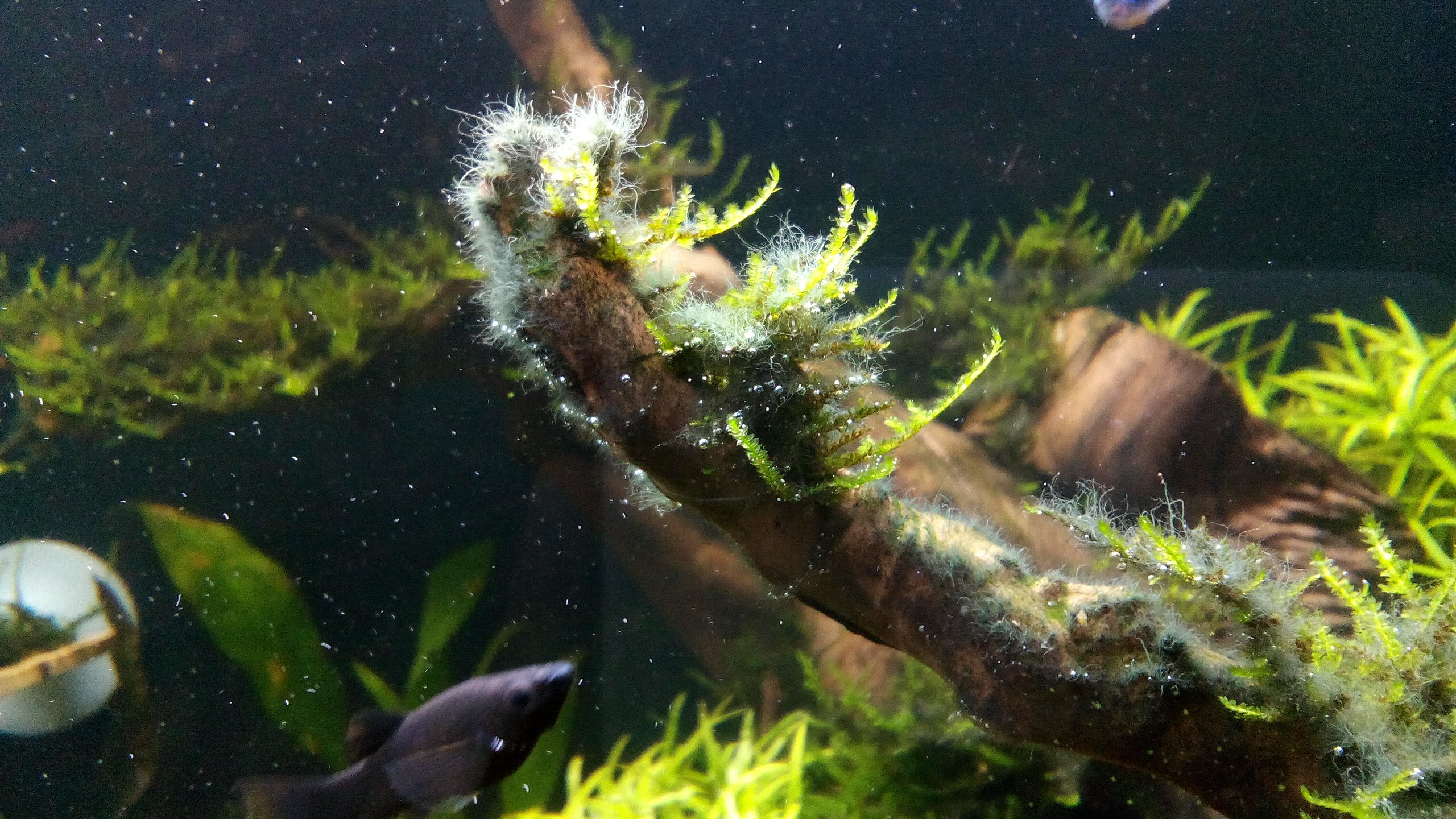 черная борода на стенках аквариума