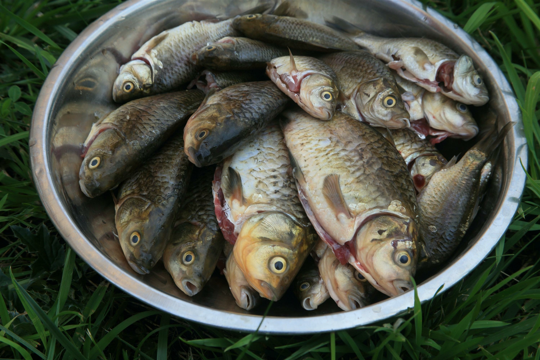 Почему рыба вредна. Рыба опасная для здоровья. Нормальная рыба. Рыбу, которую считают домашней.. Рыба медик.