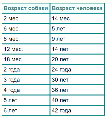 Один день их жизни кошки