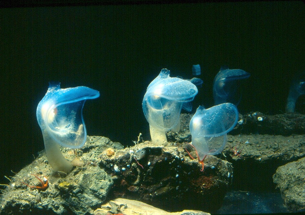 predatory-tunicate