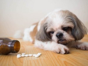 лечение пиометры у собак антибиотиками