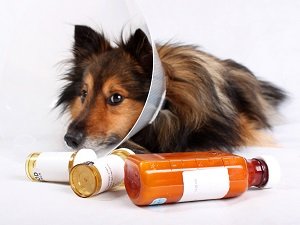понос у собаки после антибиотиков