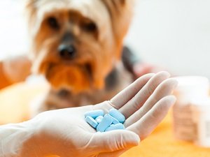 антибиотик для собак синулокс