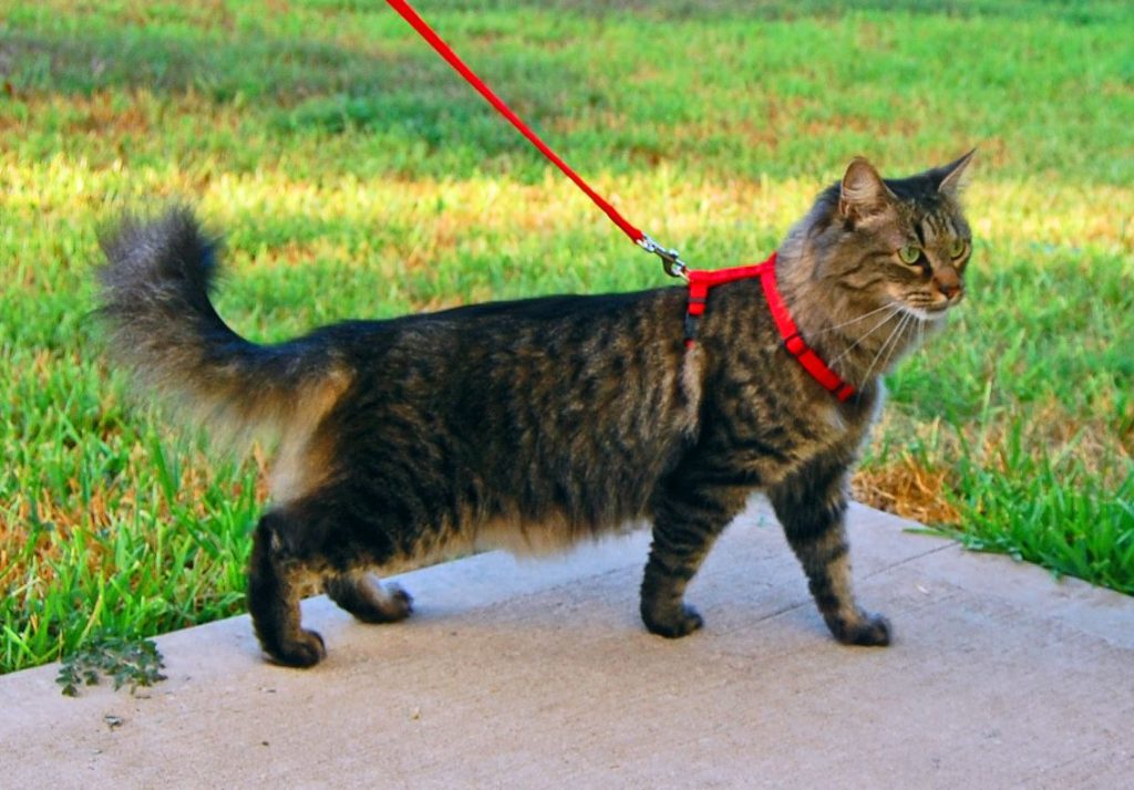 шлейка на кошку для прогулки