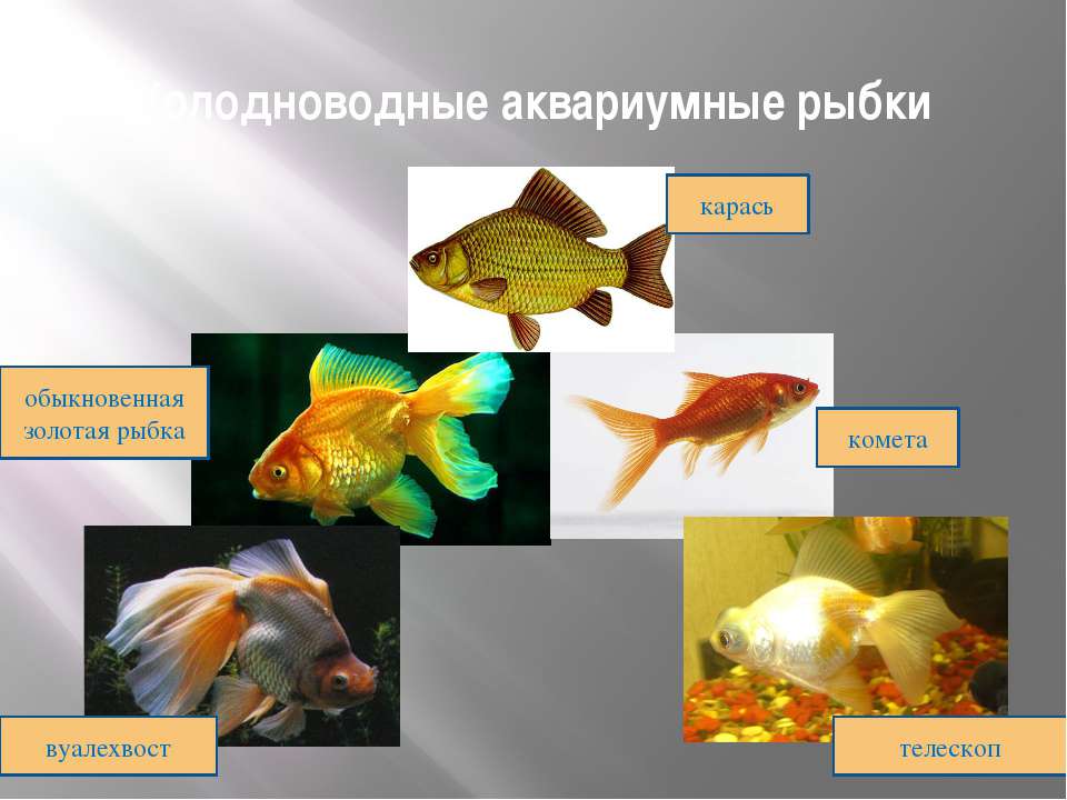 Презентация аквариумные рыбки. Карась Комета вуалехвост. Аквариумные рыбы презентация для дошкольников. Аквариумные рыбки проект. Рыбки для аквариума для презентации.