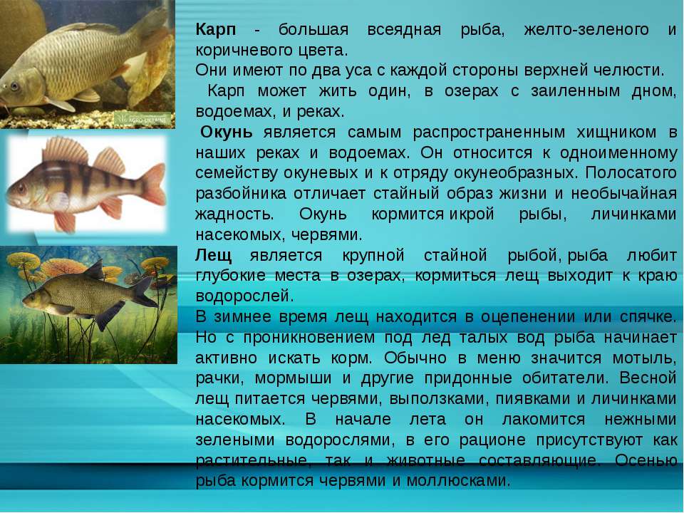 Доклад про классы рыб. Доклад про рыб. Рыба текст. Доклад про карпа. Карп презентация.