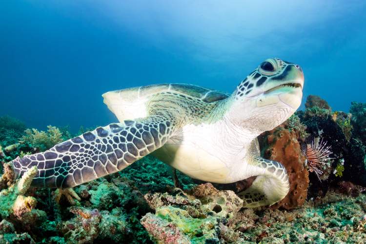 Морские черепахи Австралии