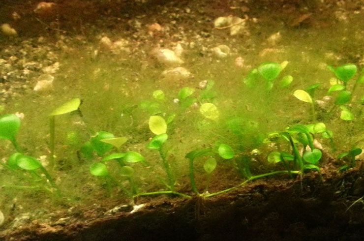 Нитчатые водоросли появляются из-за нарушения баланса в аквариуме