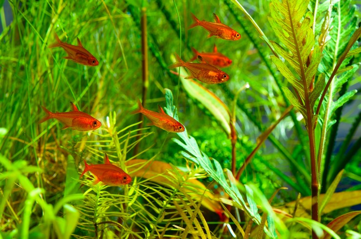 Тетра Аманды в аквариуме с живыми растениями