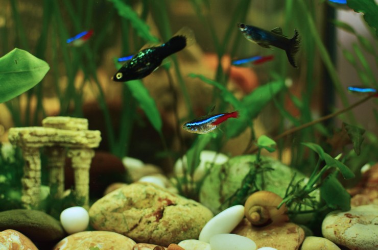 Голубые неоны в общем аквариуме