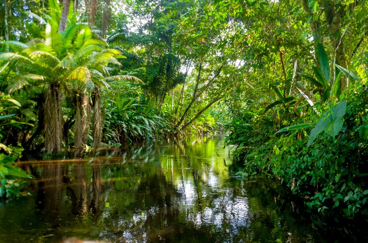 Спокойный приток Амазонки – типичный биотоп для голубого неона