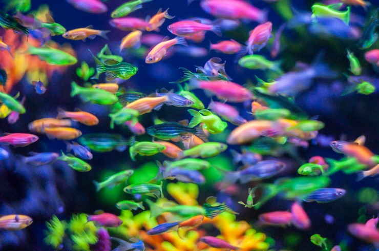 Буйство красок в аквариуме с данио глофиш