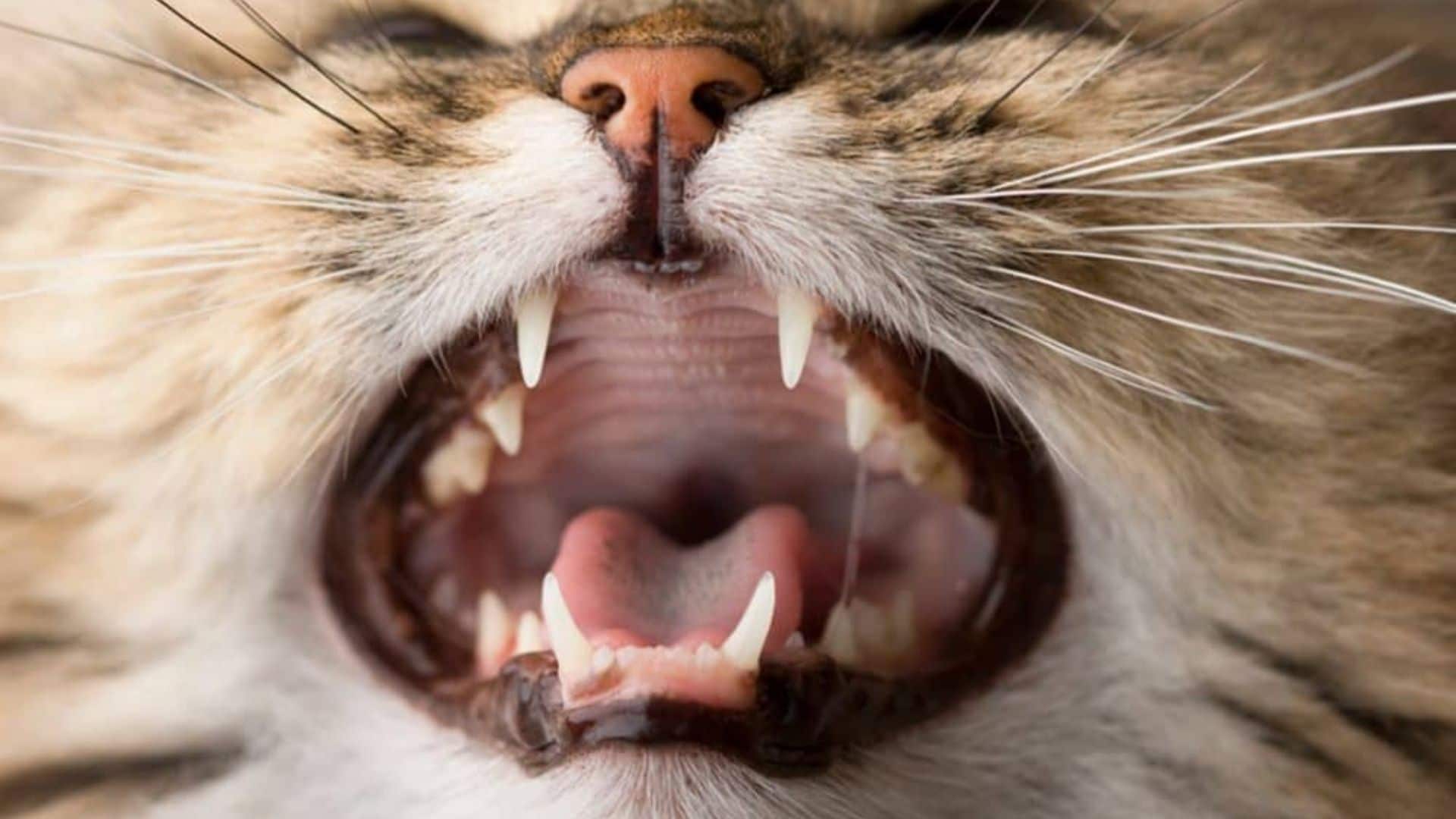 Кошка без зубов. Калицивироз (эозинофильная гранулема).