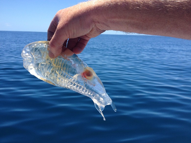 рыба с прозрачным телом