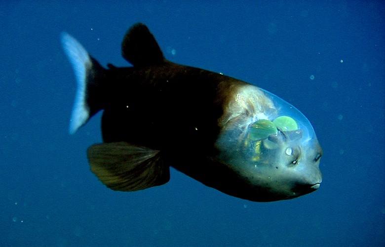 донная рыба с прозрачной головой